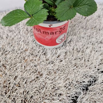 Fragaria x ananassa 'Toscana'