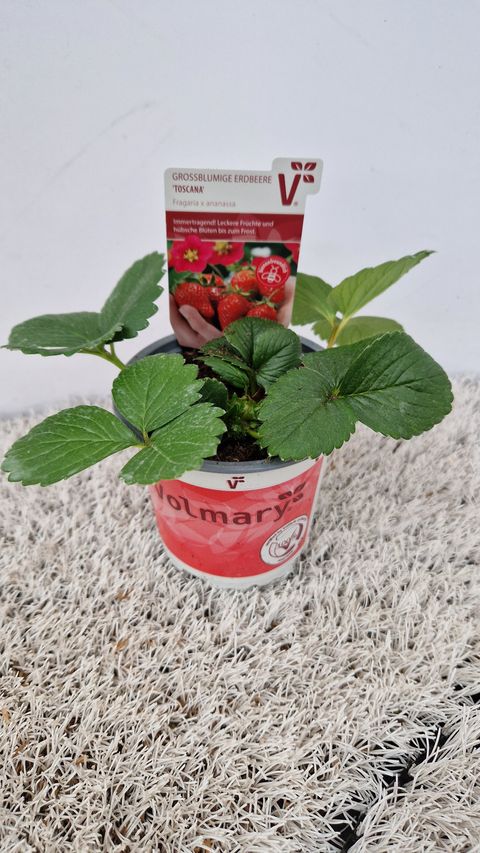 Fragaria x ananassa 'Toscana'
