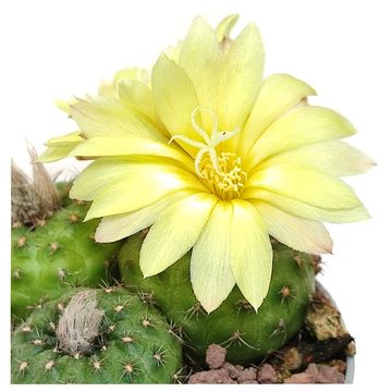 Frailea perumbilicata