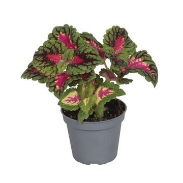 Plectranthus scutellarioides 'Spacecake'