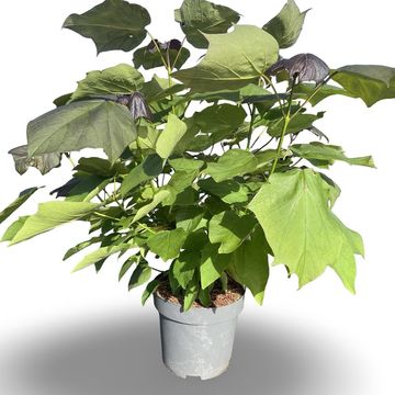 Catalpa x erubescens 'Purpurea'