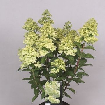 Hydrangea paniculata MAGICAL CANDLE