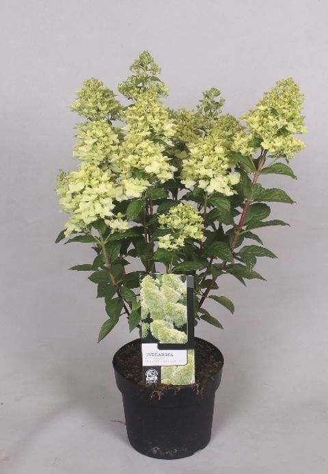 Hydrangea paniculata MAGICAL CANDLE
