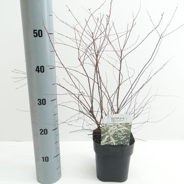 Spiraea x cinerea 'Grefsheim'