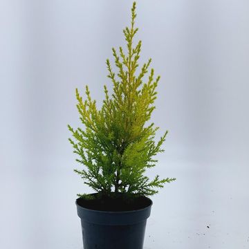 Cupressus macrocarpa 'Goldcrest'