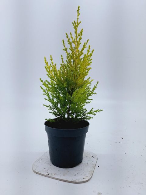 Cupressus macrocarpa 'Голдкрест'