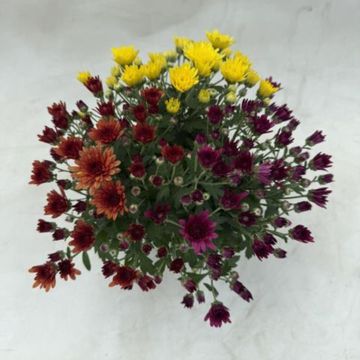 Chrysanthemum MIX IN POT