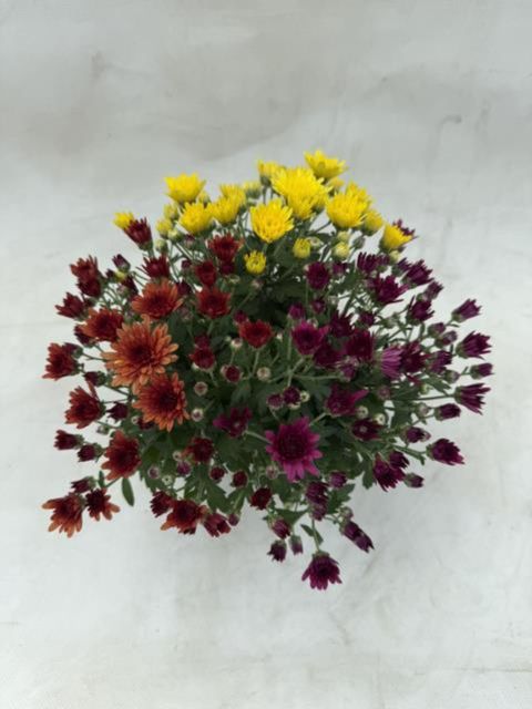Chrysanthemum MIX IN POT