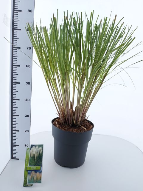 Cortaderia selloana 'Pumila'