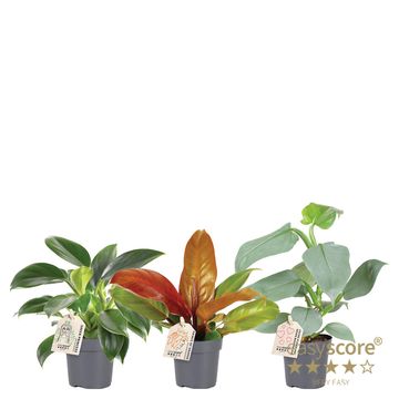 Philodendron MIX
