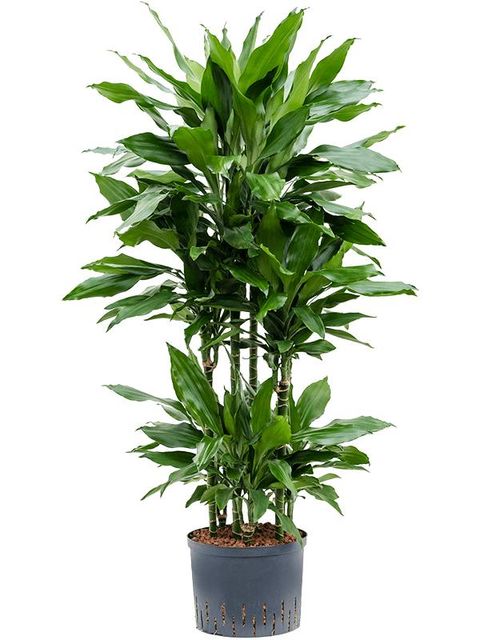 Dracaena fragrans 'Janet Lind'