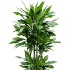 Dracaena fragrans 'Janet Lind'