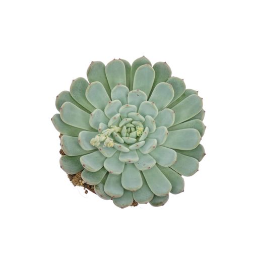 Echeveria cuspidata 'Texensis'