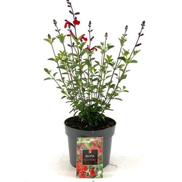 Salvia 'Royal Bumble'