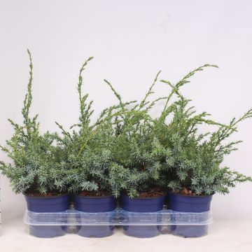 Juniperus chinensis 'Blue Alps'