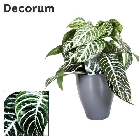 Aphelandra squarrosa