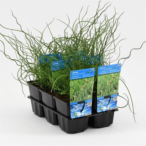 Juncus effusus 'Spiralis' — Plant Wholesale FlorAccess