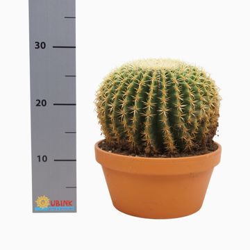 Echinocactus grusonii forma interme