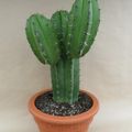 Polaskia chichipe
