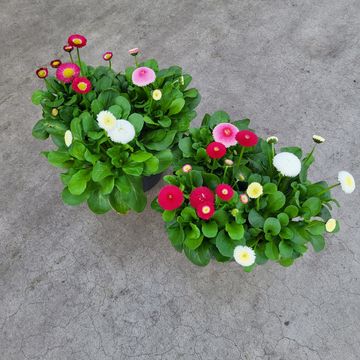 Bellis perennis MIX IN POT