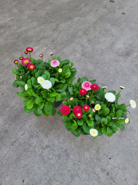 Bellis perennis MIX IN POT