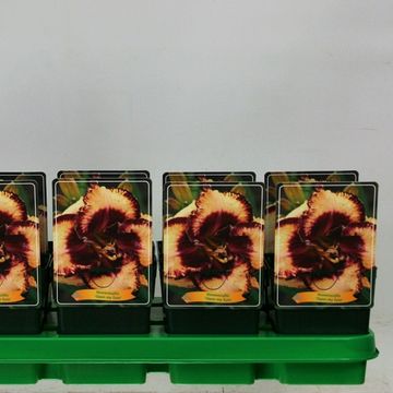 Hemerocallis 'Open my Eyes'