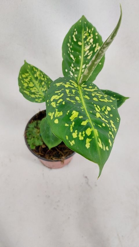 Dieffenbachia 'Reflector'