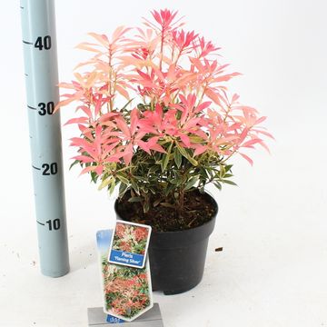 Pieris 'Flaming Silver'