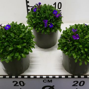 Aubrieta gracilis 'Kitte'
