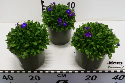 Aubrieta gracilis 'Kitte'