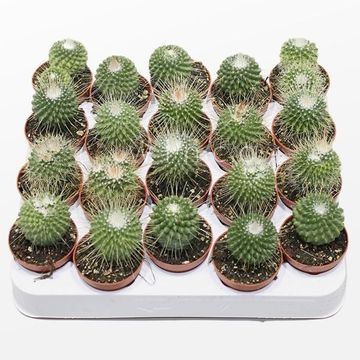 Mammillaria spinosissima 'Un Pico'