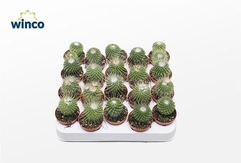 Mammillaria spinosissima 'Un Pico'