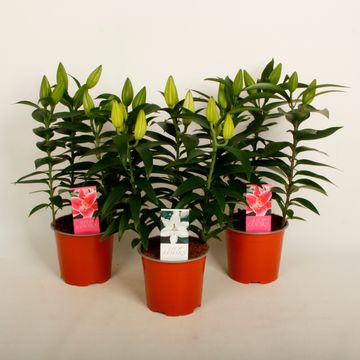 Lilium ORIENTAL HYBRID MIX