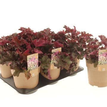Heuchera 'Purple Petticoats'