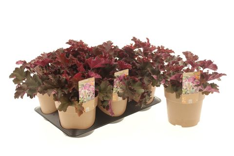 Heuchera 'Purple Petticoats'