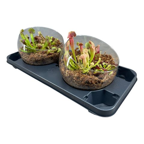 Düzenlemeler Carnivorous plants