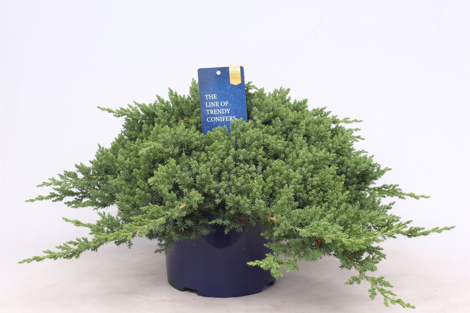Juniperus procumbens Bonin Isles ра