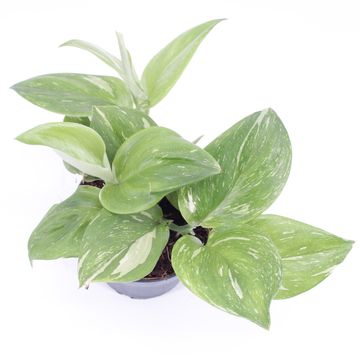 Scindapsus 'Rubicon'