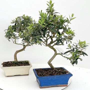 Olea europaea