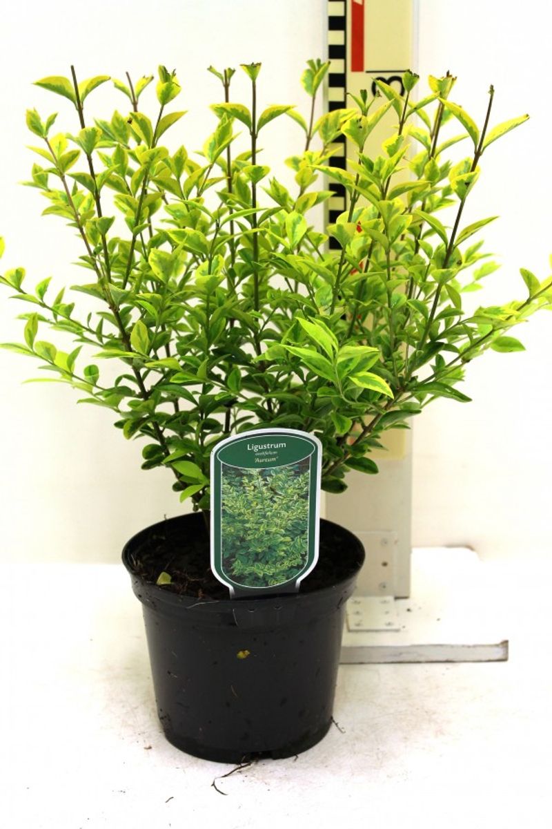 Ligustrum ovalifolium 'Aureum' — Plant Wholesale FlorAccess