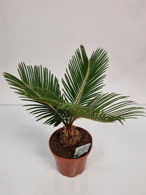 Cycas revoluta