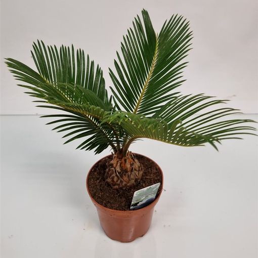 Cycas revoluta