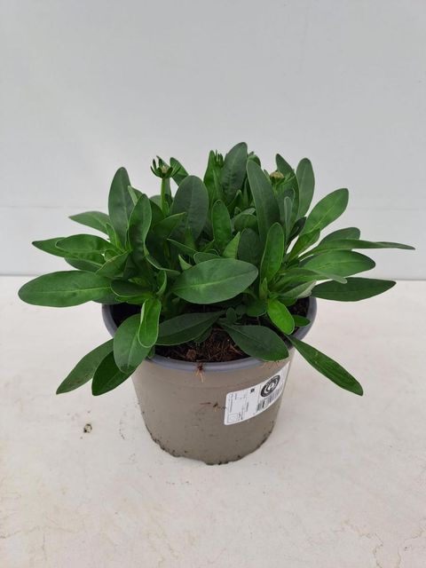 Кореопсис grandiflora 'Solena'