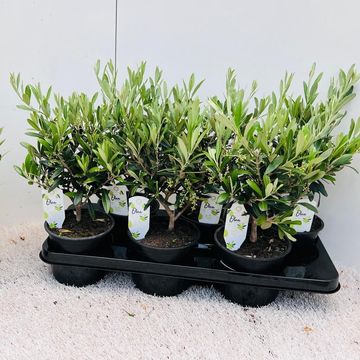 Olea europaea
