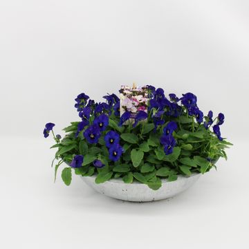 Viola CORNUTA MIX IN POT