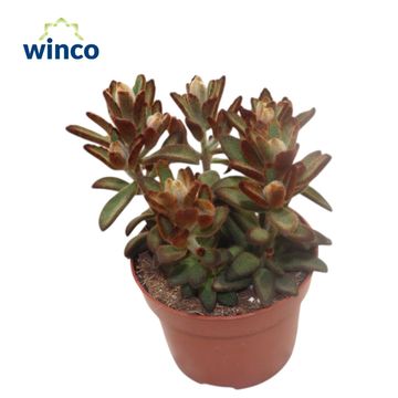 Kalanchoe tomentosa 'Chocolate Soldier'