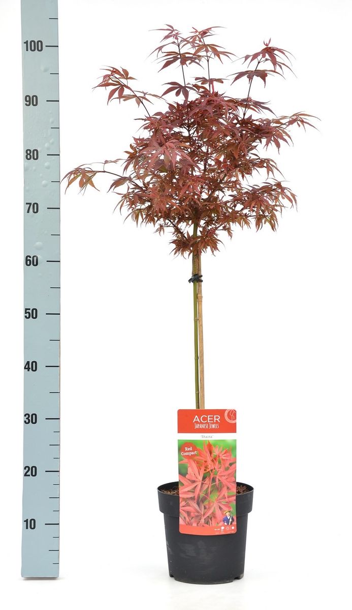 Acer palmatum 'Shaina'