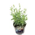 Gaura lindheimeri 'Steffi White'
