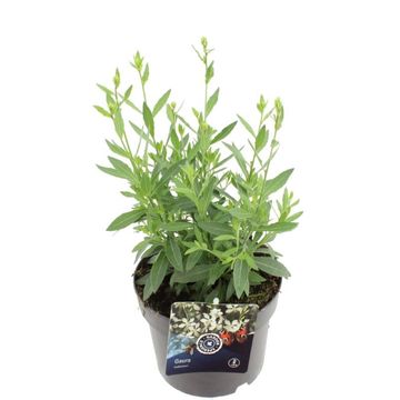 Gaura lindheimeri 'Steffi White'