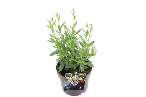 Gaura lindheimeri 'Steffi White'